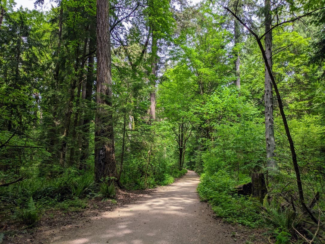 Old-growth forest at Green Flag Award-winning Seward Park
